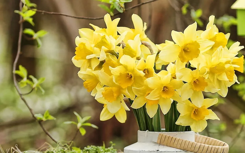 daffodils flower bouquet