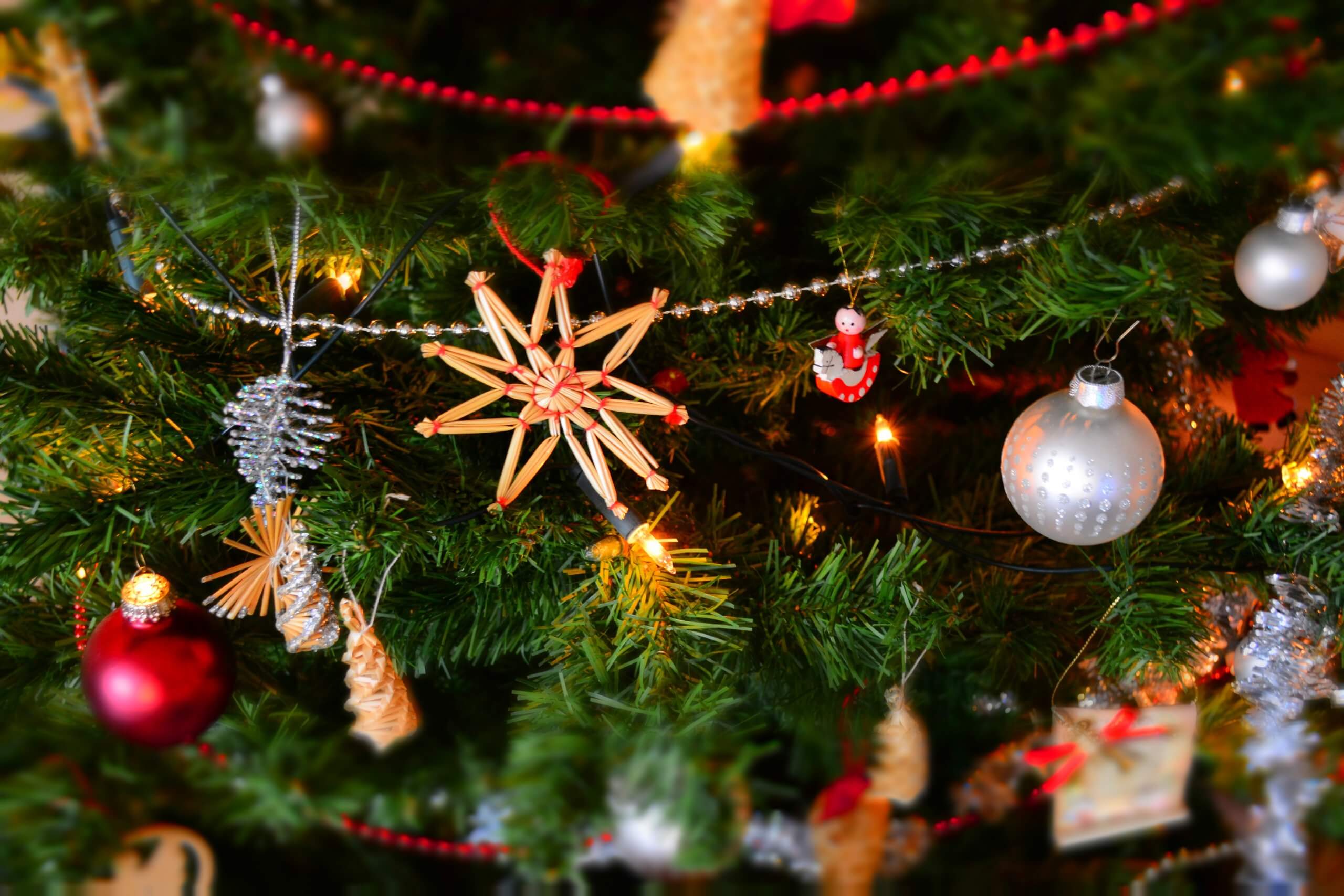 Which are the Most Popular Christmas Trees?
