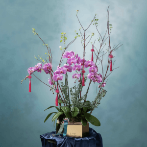 Xīn | Orchids - https://beato.com.sg/